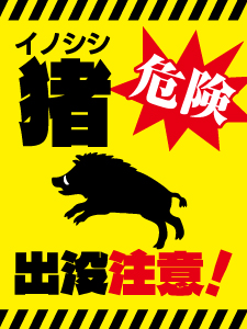 猪出没注意2